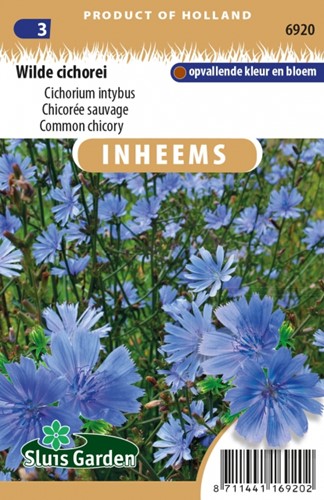 Wilde Cichorei - Cichorium intybus
