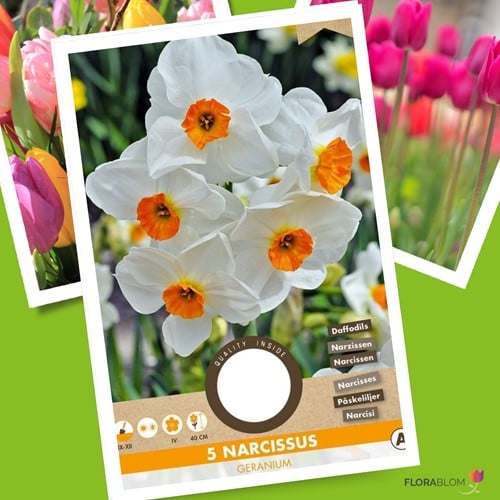 Narcis Geranium - Narcissus