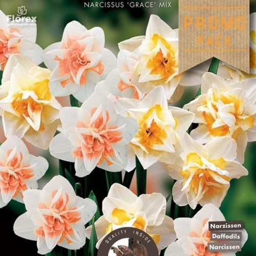 Narcis Grace Mix - Narcissus