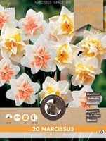 Narcis Grace Mix - Narcissus-2
