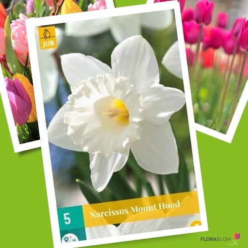Narcis Mount Hood - Narcissus