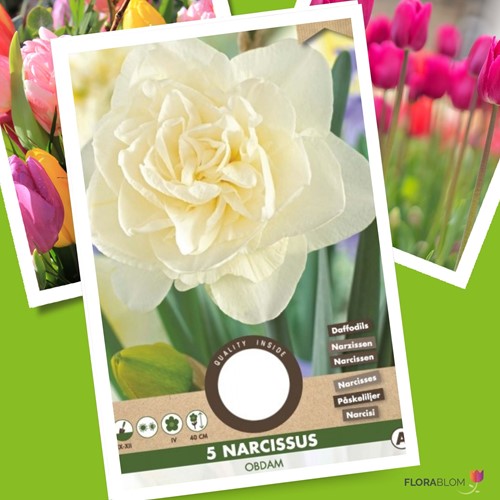 Narcis Obdam - Narcissus