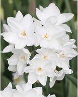 Narcis Paperwhite (Grootverpakking) - Narcissus