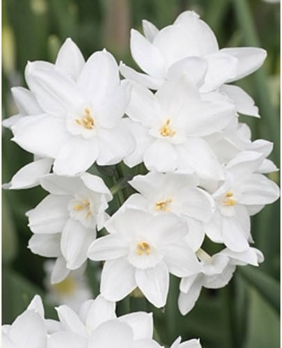 Narcis Paperwhite (Grootverpakking) - Narcissus
