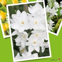 Narcis Paperwhite (Grootverpakking) - Narcissus-2