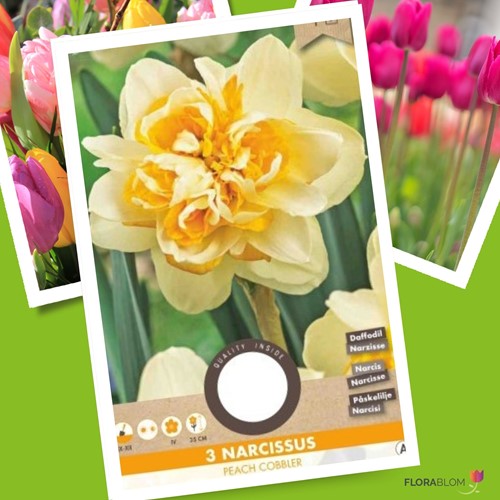 Narcis Peach Cobbler - Narcissus
