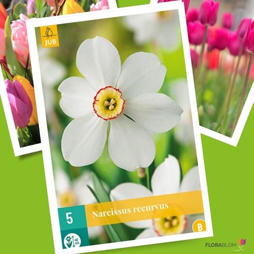 Narcis Recurvus - Narcissus