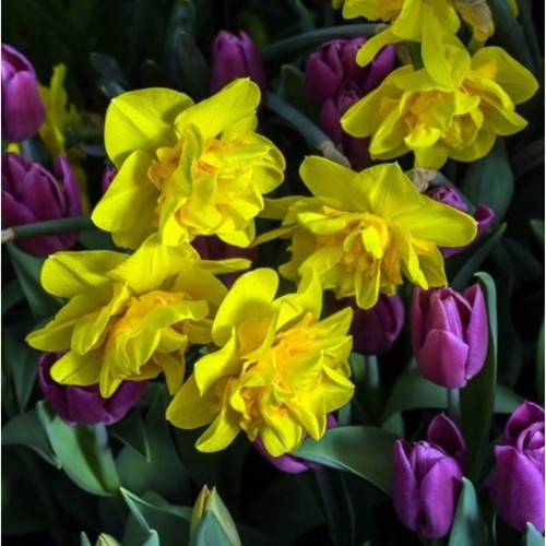 Narcis Tête Bouclé - Narcissus