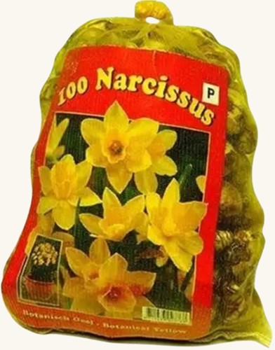 Narcissen Botanisch (XL-Verpakking) - Narcissus