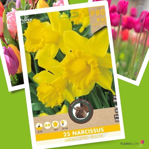 Narcissen Grootbloemig Geel - Narcissus