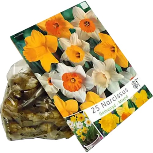 Narcissen Grootbloemig Mix - Narcissus
