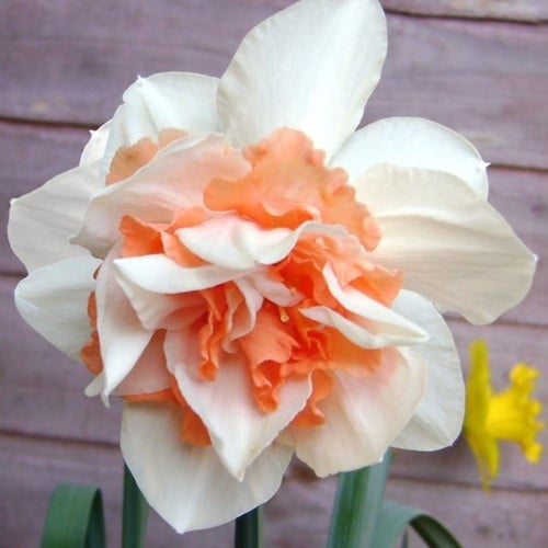 Narcissen Replete (Grootverpakking) - Narcissus