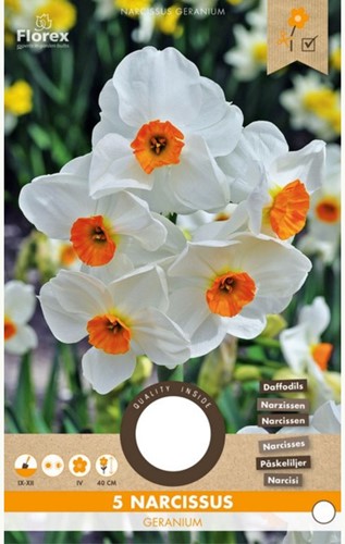 Narcis Geranium - Narcissus