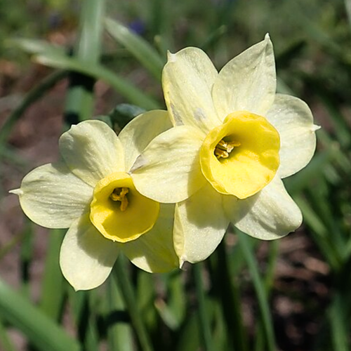 Narcis Minnow - Narcissus