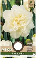 Narcis Obdam - Narcissus