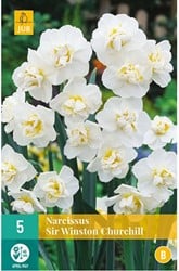Narcis Sir Winston Churchill - Narcissus