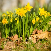 Narcissen Tete a Tete - Narcissus (XL-Verpakking)