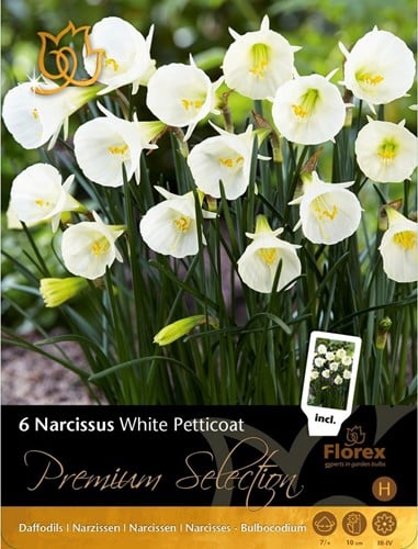 Narcis White Petticoat - Narcissus