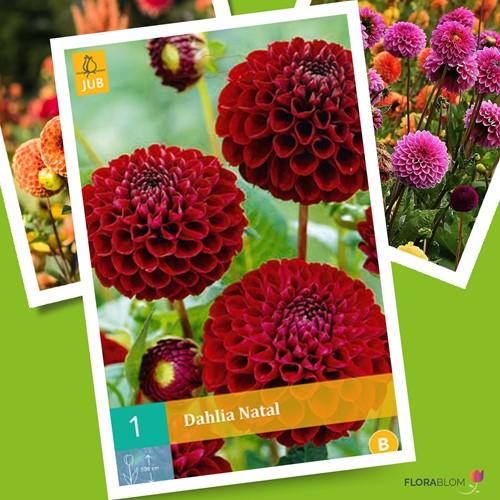 Dahlia Natal-2