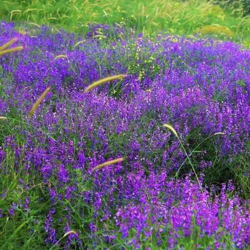 Nepeta faassenii - Kattenkruid