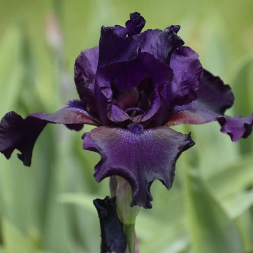 Iris Germanica Night Owl - Baardiris