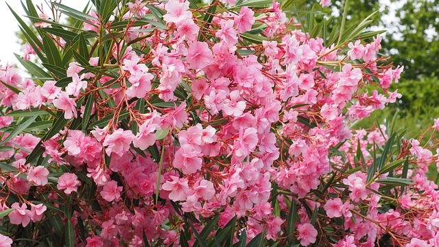 Oleander snoeien