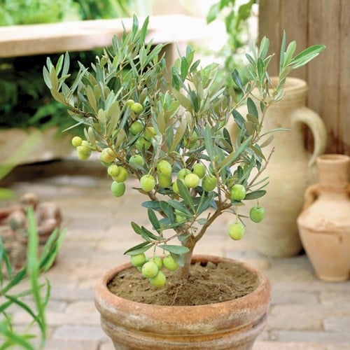 Olijfboom - Olea europaea