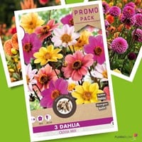Dahlia Happy Single Olivia Mix-2