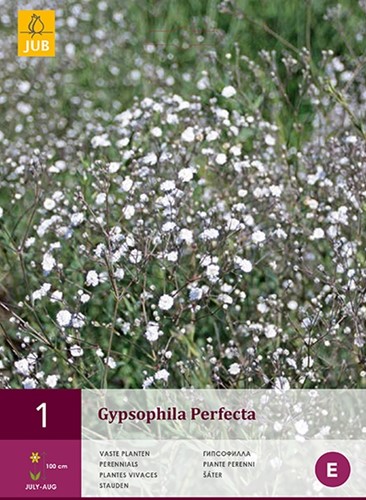 Gypsophila Perfecta - Gipskruid