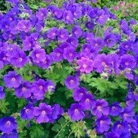 Ooievaarsbek Johnson's Blue - Geranium
