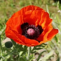Oosterse Klaproos
