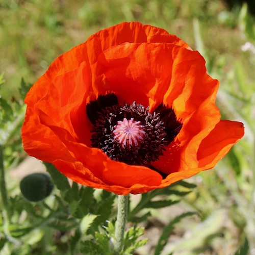 Oosterse Klaproos