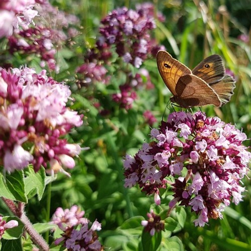 Origanum Herrenhausen - Marjolein (Driepack)
