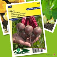 Rode biet Pablo F1 – Beta vulgaris-2