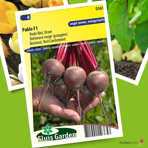 Rode biet Pablo F1 – Beta vulgaris-2