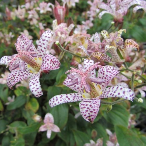 Paddenlelie (Tuinorchidee / Armeluisorchidee) - Tricyrtis hirta