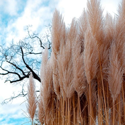 Pampasgras Roze – Cortaderia selloana