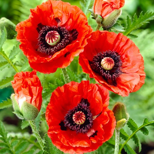 Papaver orientale Rembrandt - Klaproos (Sixpack)