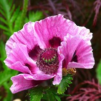 Papaver orientale Patty's Plum - Klaproos