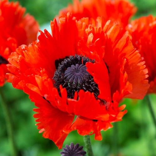 Papaver Türkenlouis – Klaproos