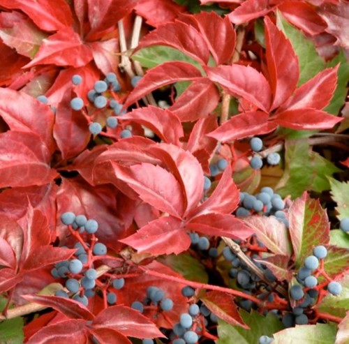 Parthenocissus quinquefolia engelmannii - Vijfbladige Wingerd (Driepack)