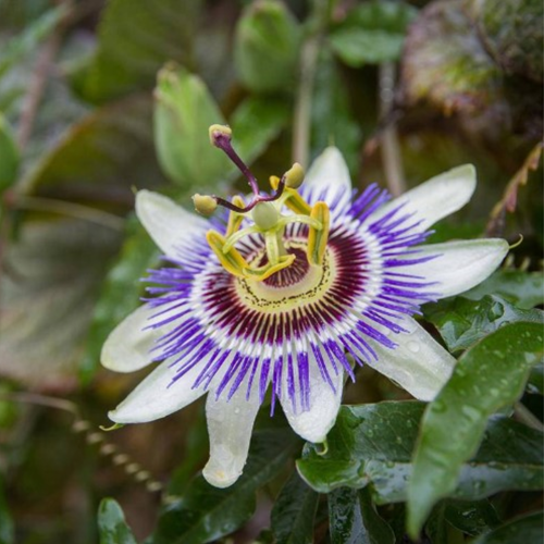 Passiflora edulis - Passiebloem