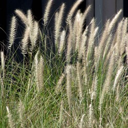 Pennisetum alopecuroides Hameln - Lampenpoetsersgras