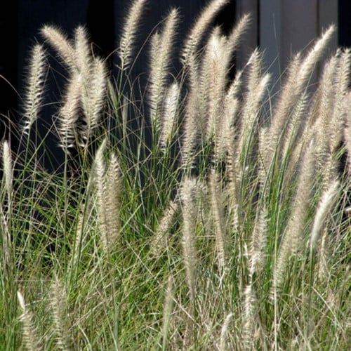 Pennisetum Alopecuroides Hameln - Lampenpoetsersgras (Sixpack)