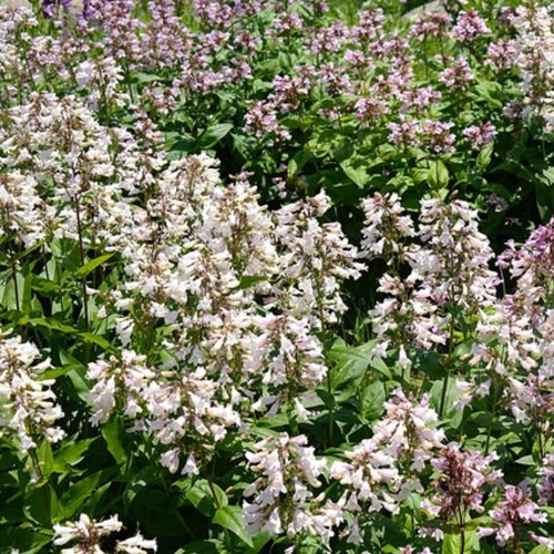Penstemon digitalis Husker Red - Slangekop, Schildpadbloem