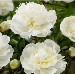 Pioenroos Wit - Paeonia Duchesse de Nemours