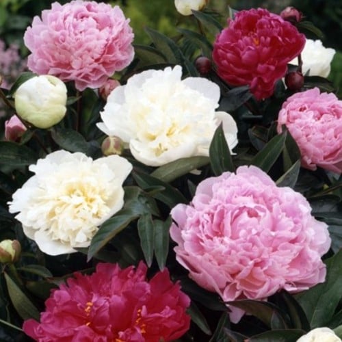 Pioenroos Gemengd: wit, rood en roze - Paeonia mix