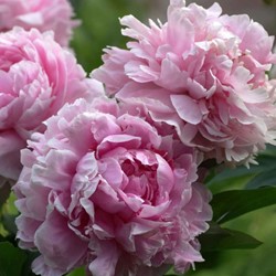 Pioenroos roze - Paeonia Sarah Bernardt