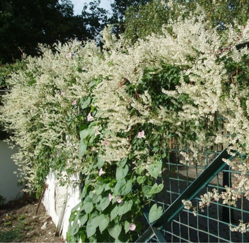 Persicaria Amplexicaulis Alba - Witte Duizenknoop (Sixpack)