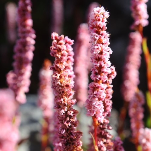 Persicaria affinis Darjeeling Red - Duizendknoop